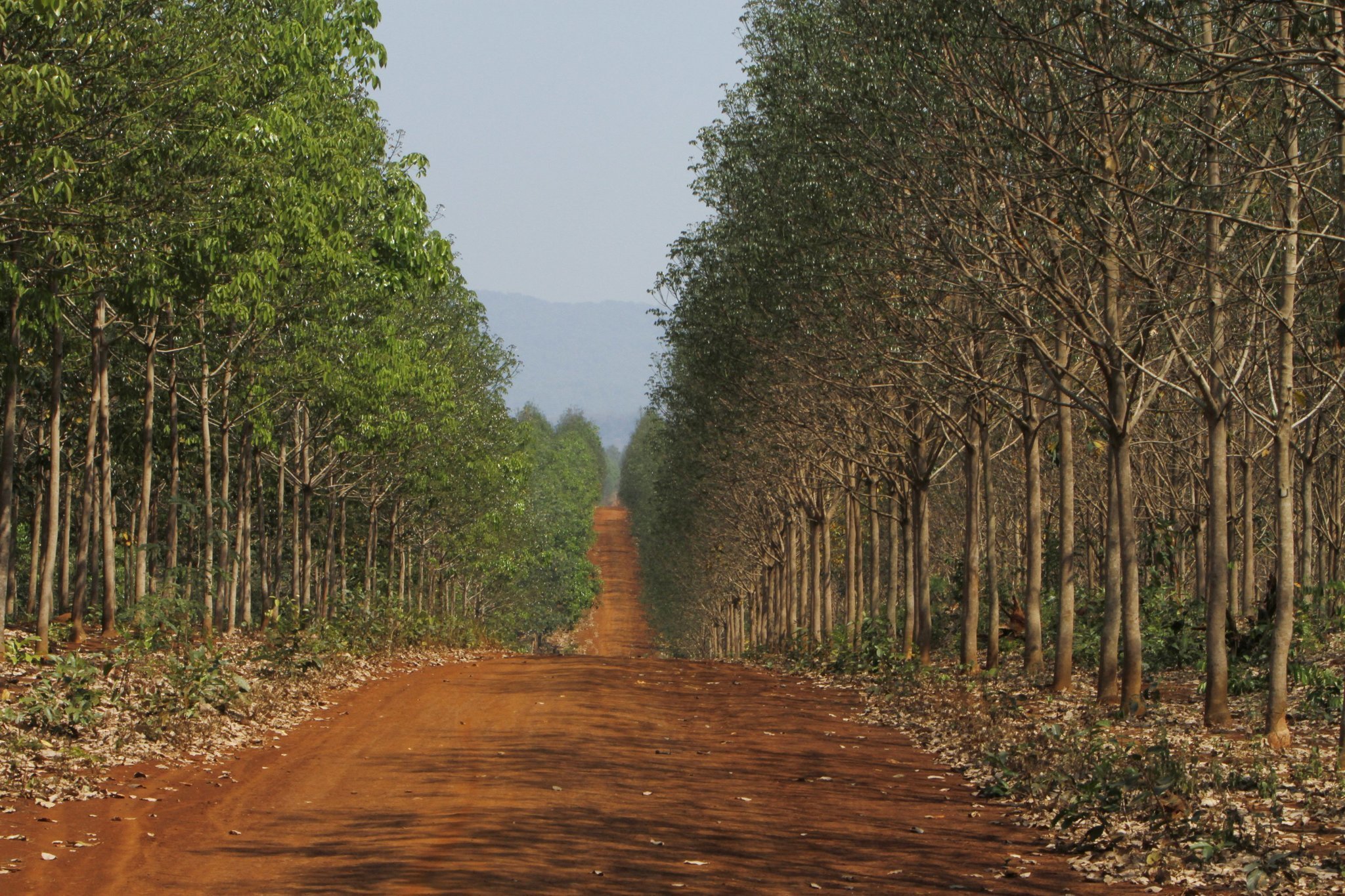 attraction-Mundolkiri Economy Rubber Tree plantation.jpg